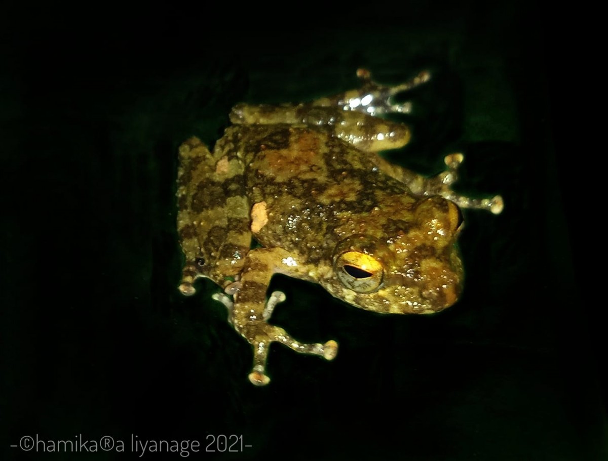 Pseudophilautus hallidayi Manamendra-Arachchi & Pethiyagoda, 2005